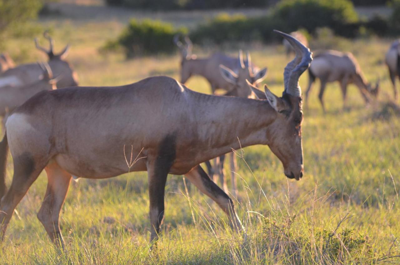 Lalibela Game Reserve Lentaba Safari Lodge Paterson ภายนอก รูปภาพ