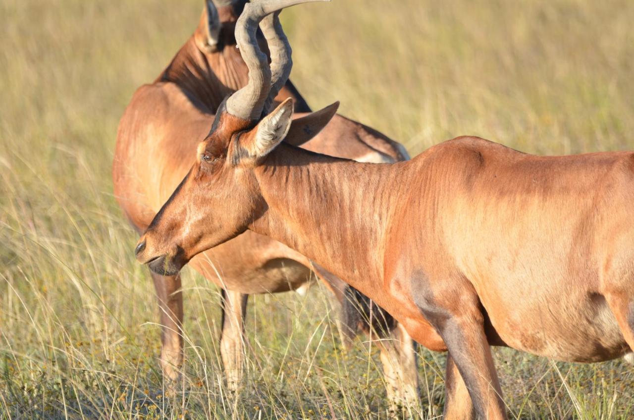 Lalibela Game Reserve Lentaba Safari Lodge Paterson ภายนอก รูปภาพ